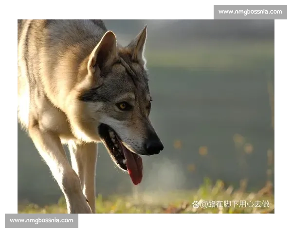 赛场上的“狼性”！无畏契约选手如何激发斗志！